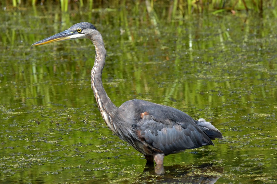 Great Blue Heron wading in a marsh.
