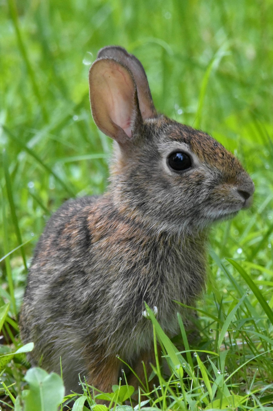 Baby rabbit in closeup profile.
