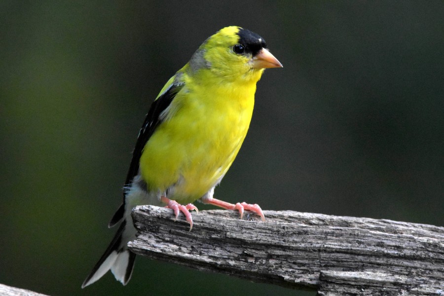 American Goldfinch in its summer breeding colors.