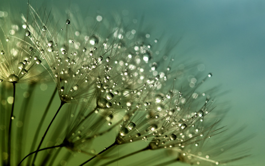 Dandelion Dewdrops 