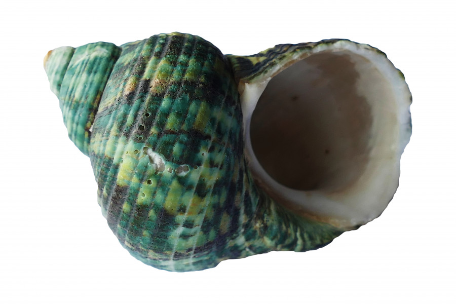 Green Seashell