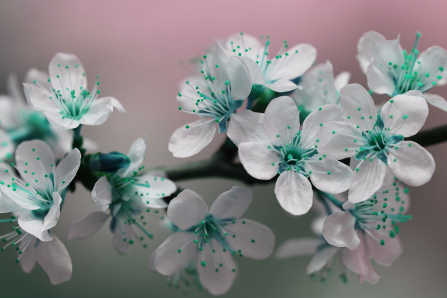 Teal And White Blossom