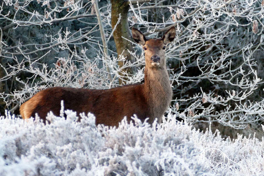 Red Deer In Winter