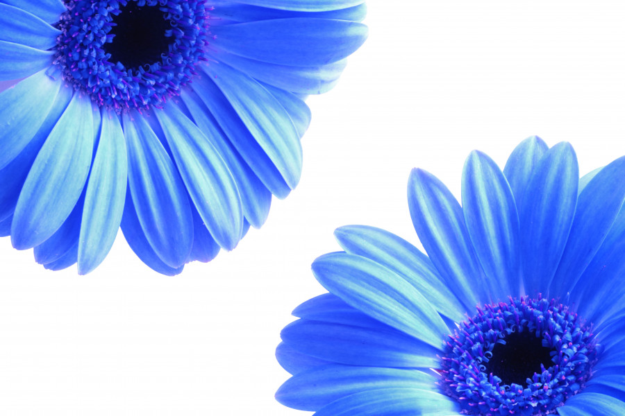 Blue Gerbera Flowers 