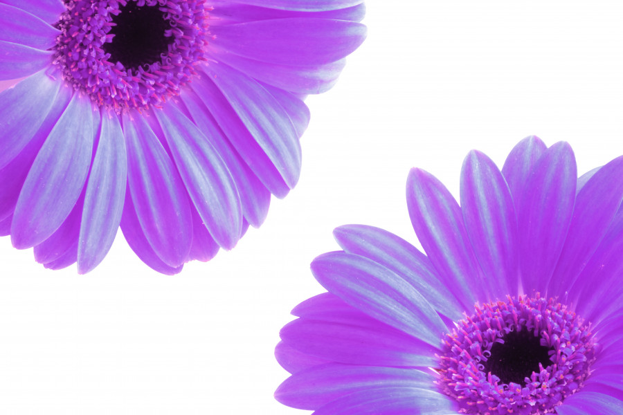 Purple Gerbera Flowers