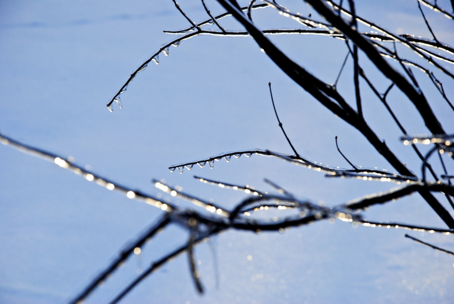 Winter branches