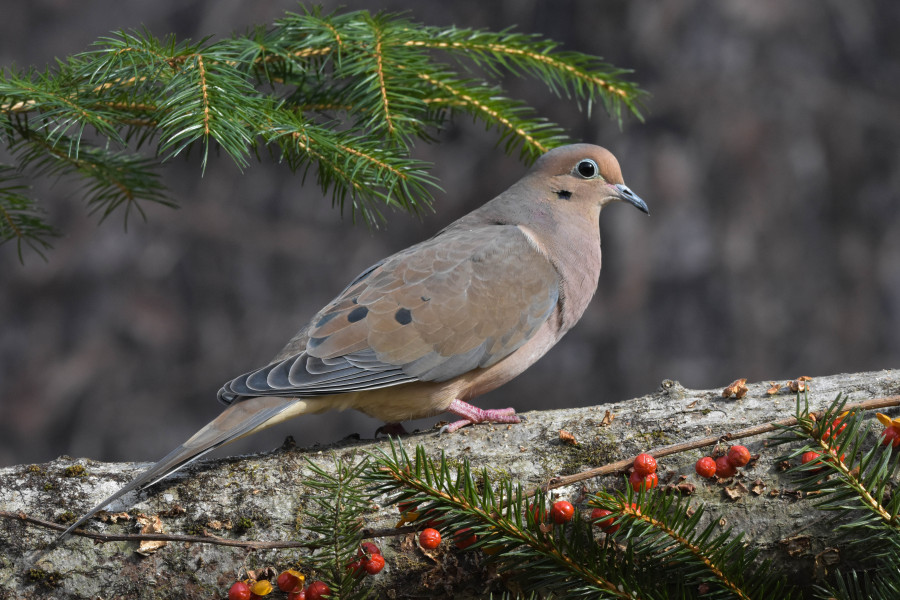 Mourning Dove on a log.