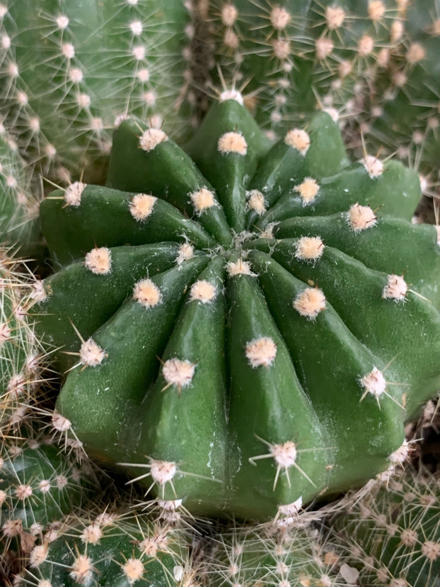 Love Plant Cacti