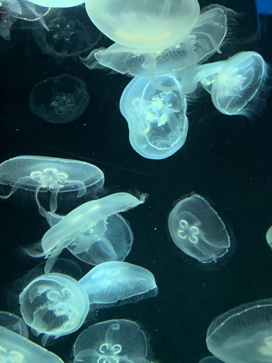 Aquarium Jellyfish 