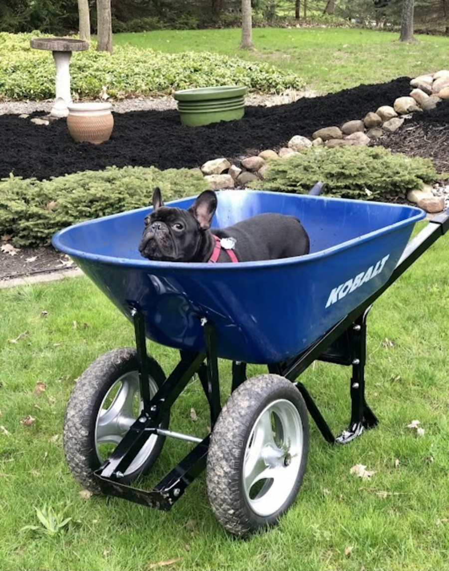 Pup in a Wheelbarrow