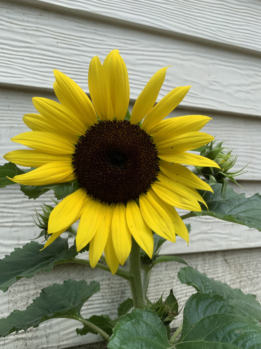 Sunflower In Full Bloom 