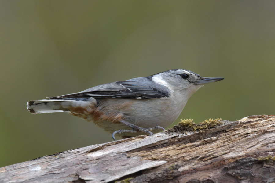 White-Breasted Nuthatch in profile perched on dead log.