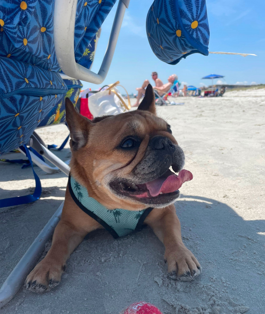 Pup on the Beach