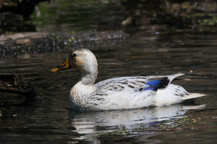 Female mallard duck with unusual coloring, a possible hybrid or Leucism.