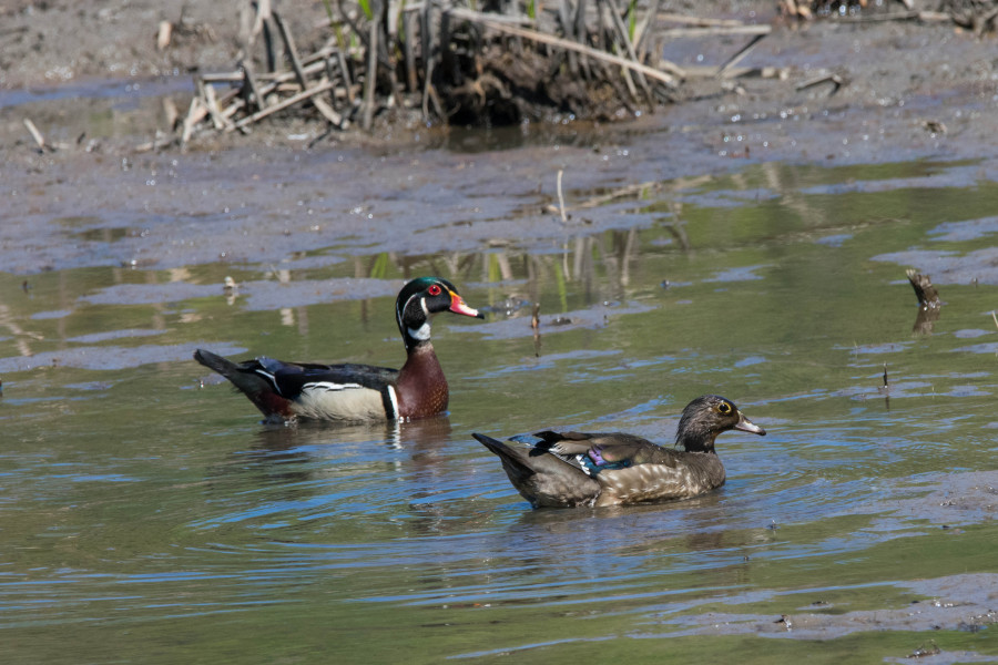 Wood ducks enjoying a swim in a marsh.