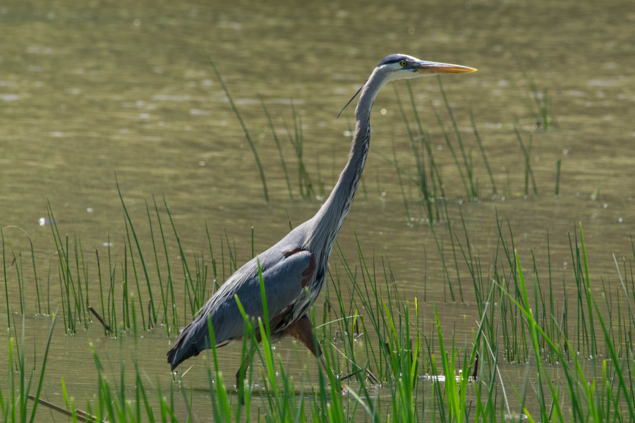 Great Blue heron in a marsh
