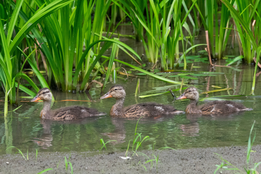 All ducks in a row.