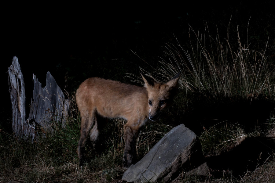 Young vixen red fox checking her surroundings.