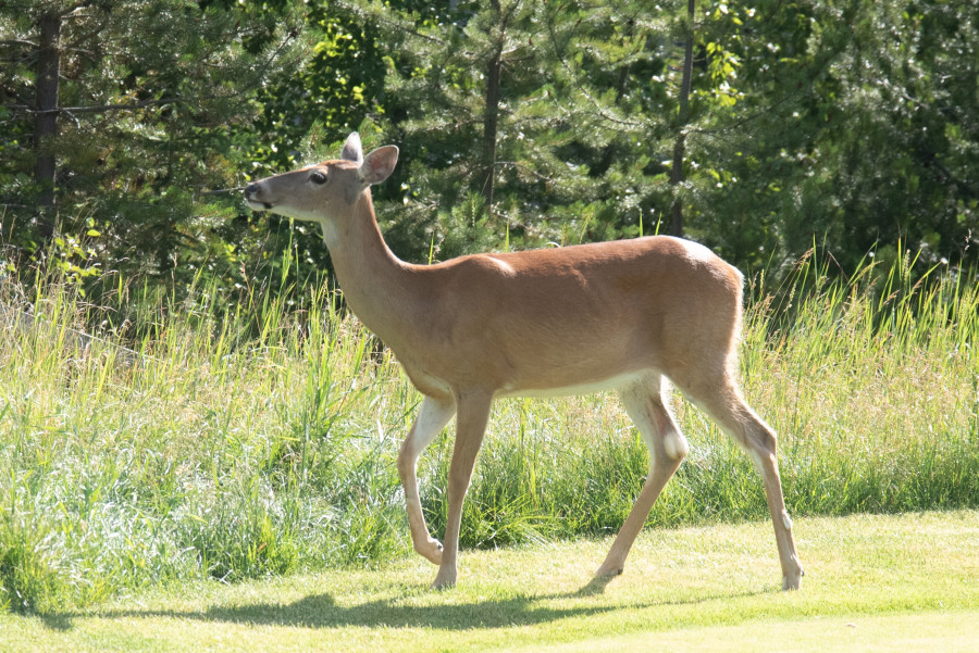 Deer at the golf course