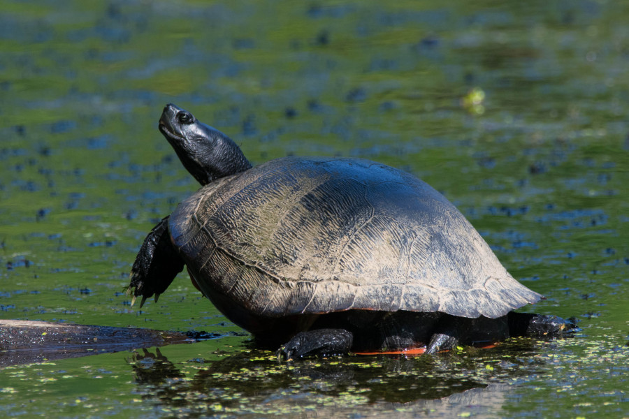 Northern red-bellied cooter basking in the sunshine.