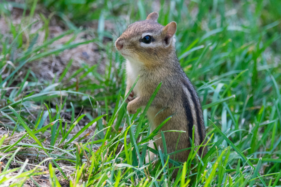 Chipmunk or ground squirrel.