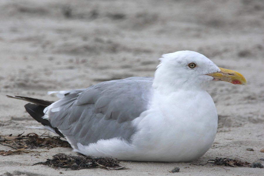 Herring Gull taking a break on the beach.