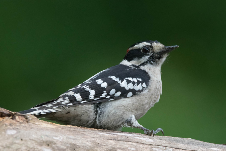 Male Downy woodpecker
