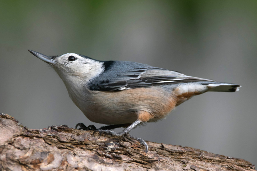 White-Breasted Nuthatch with unusual chest coloration.