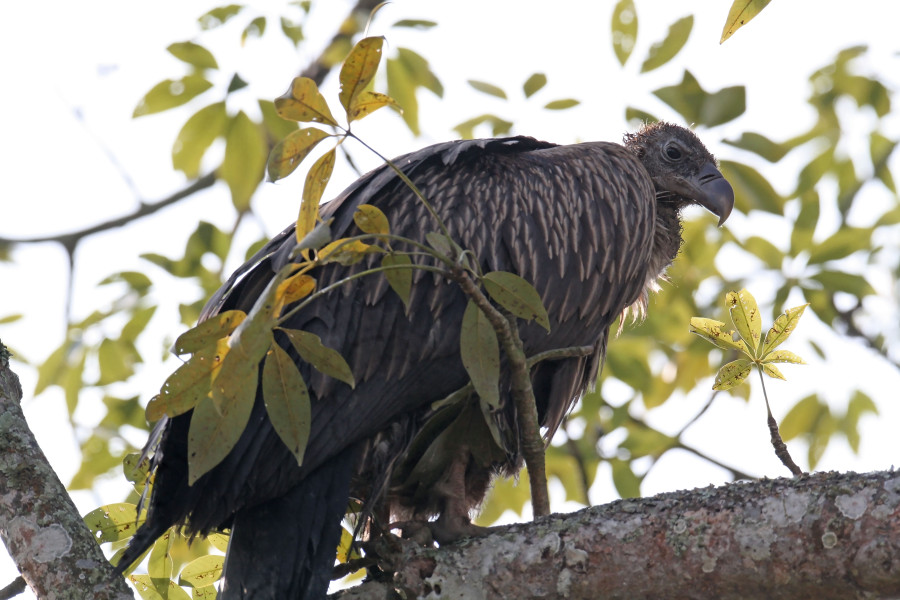 Himalayan vulture