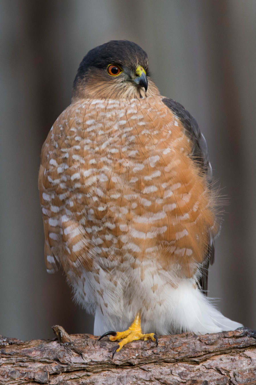 Sharp Shinned hawk looking for a meal.