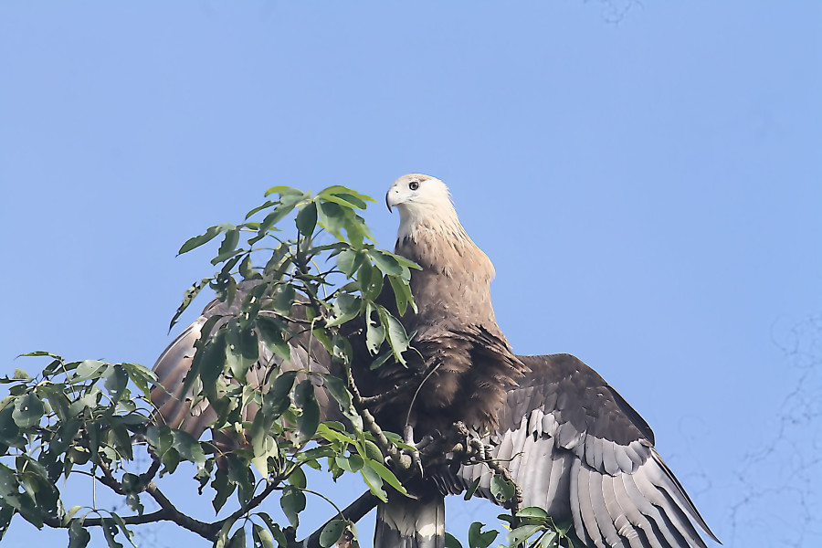 pallasis fish eagle