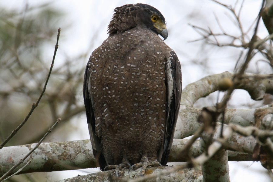 crested serpent eagle