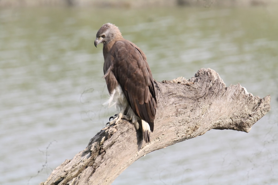 Grey headed fish eagle