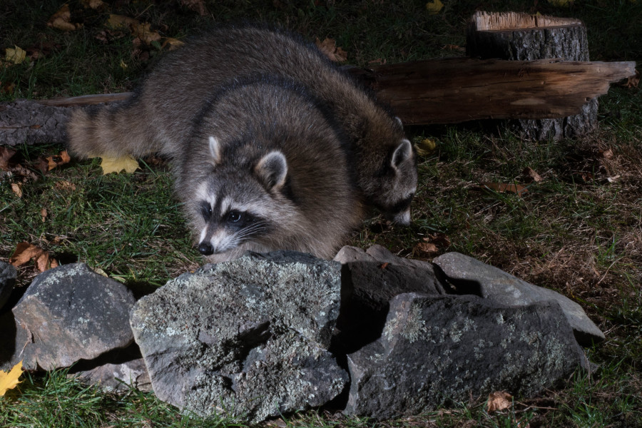 A pair of young raccoons foraging at night.
