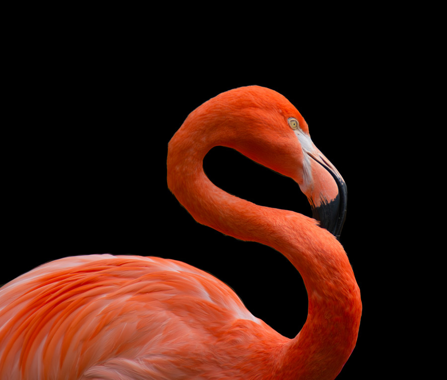 Flamingo on a black backdrop