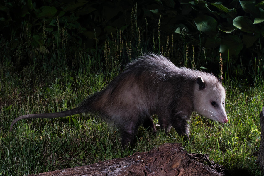Possum foraging at night.