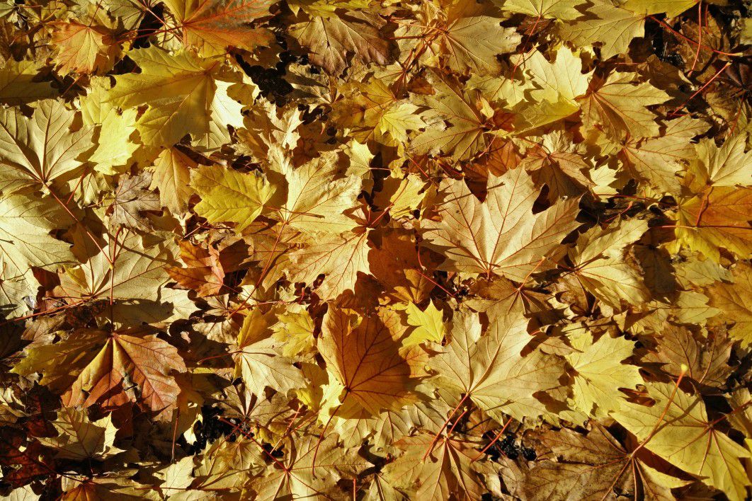 Leaves Autumn Fall