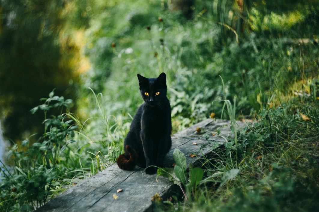 Black Cat Pond