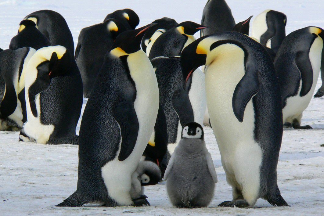 Family Penguins Ice Polar