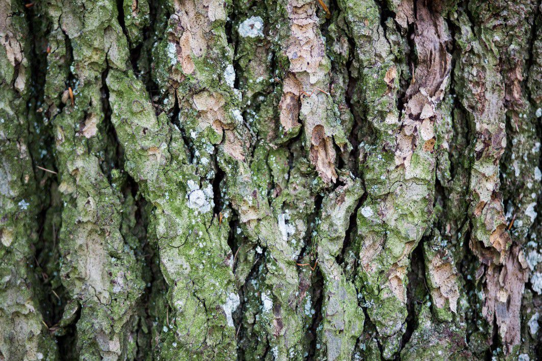 Closeup Bark Tree Forest