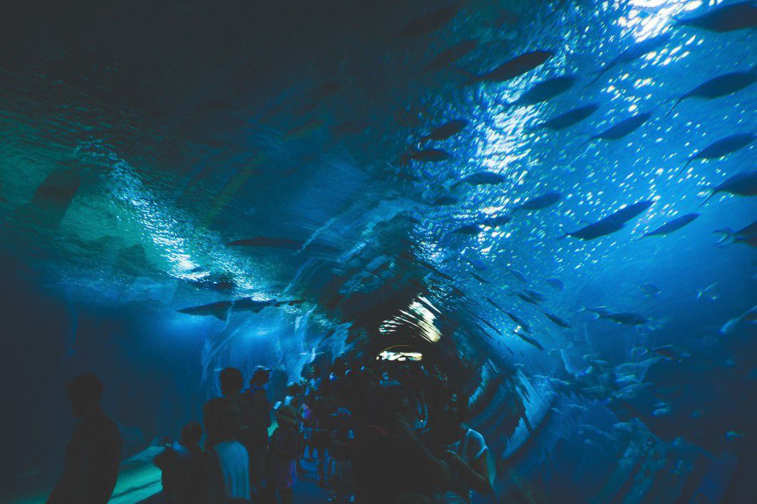 Under Aquarium Fish