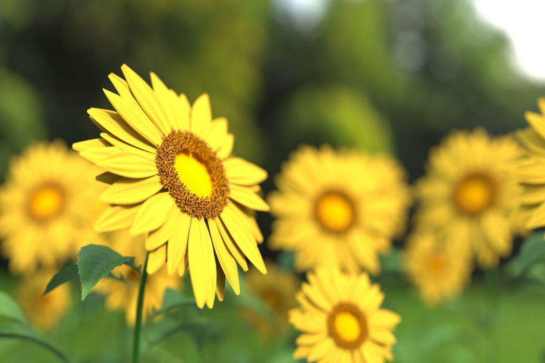 Closeup Yellow Sunflower