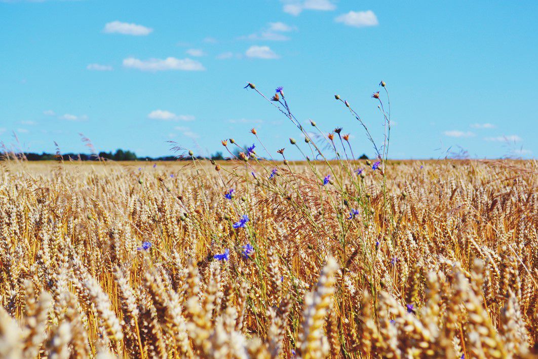 Wheat Field Blue Sky