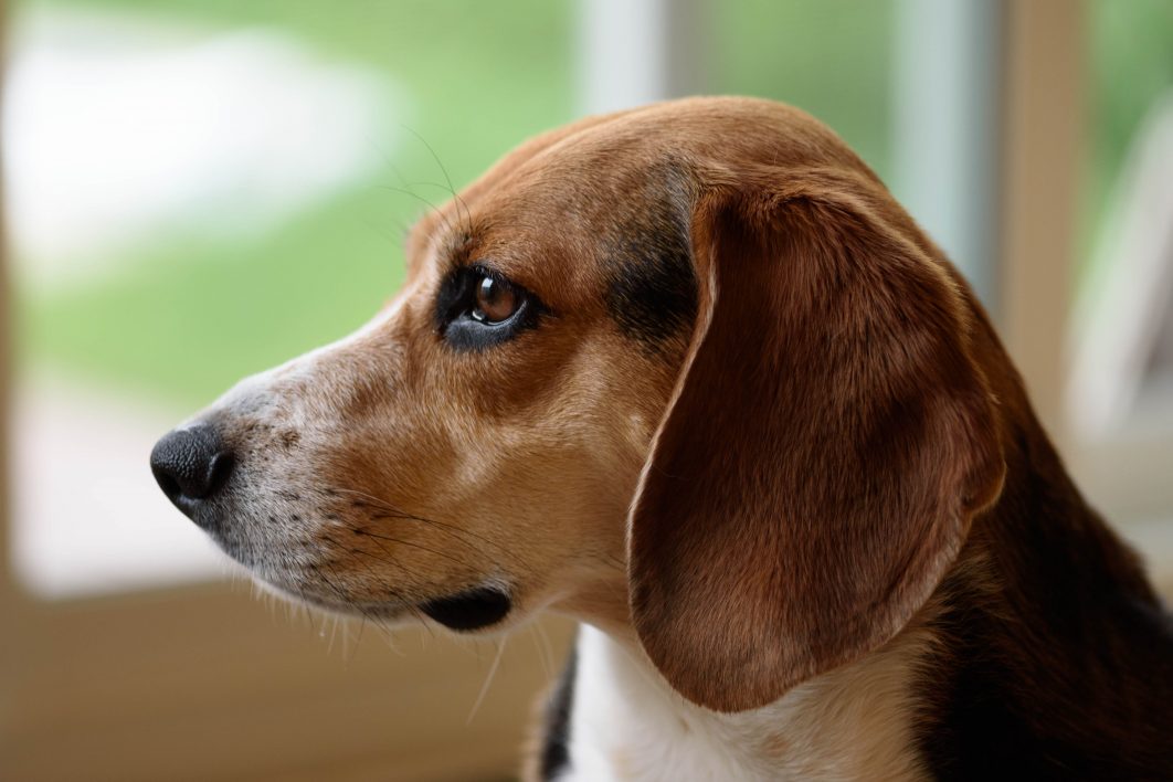 Beagle Dog Profile