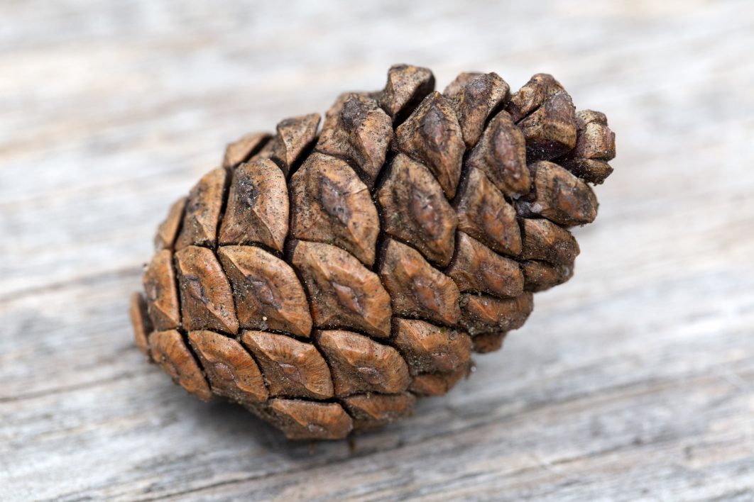 Pine Cone on Wood