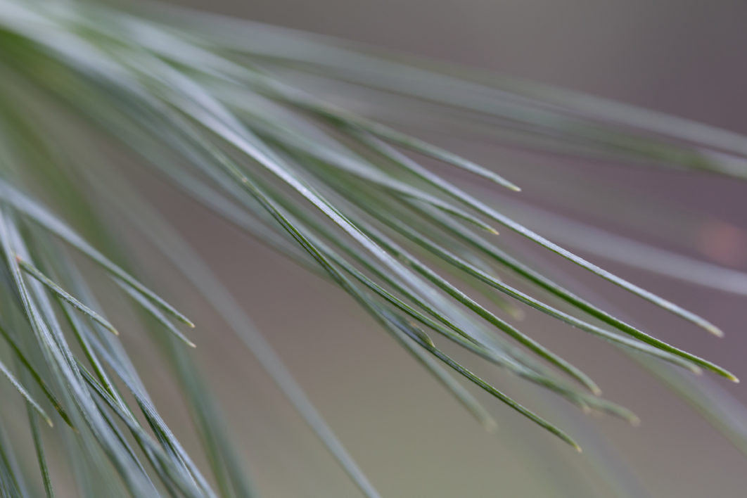 Forest Tree Pine Needles
