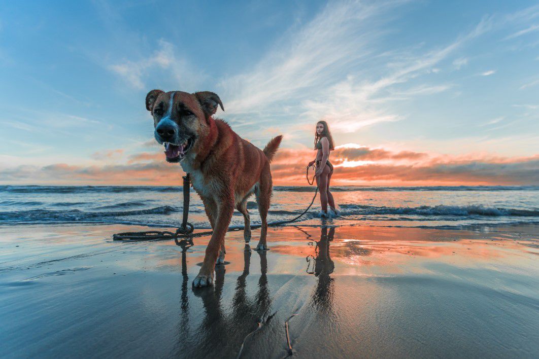 Woman Walking Dog Beach Sunrise