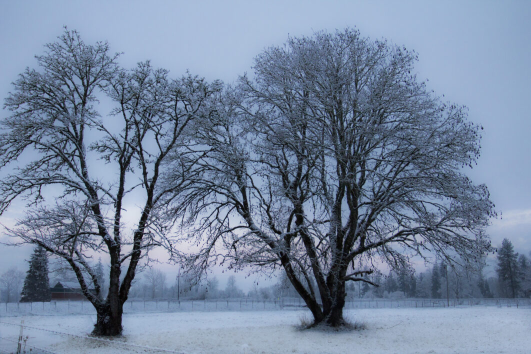Trees Winter