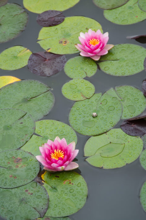 Water Lotus Pond