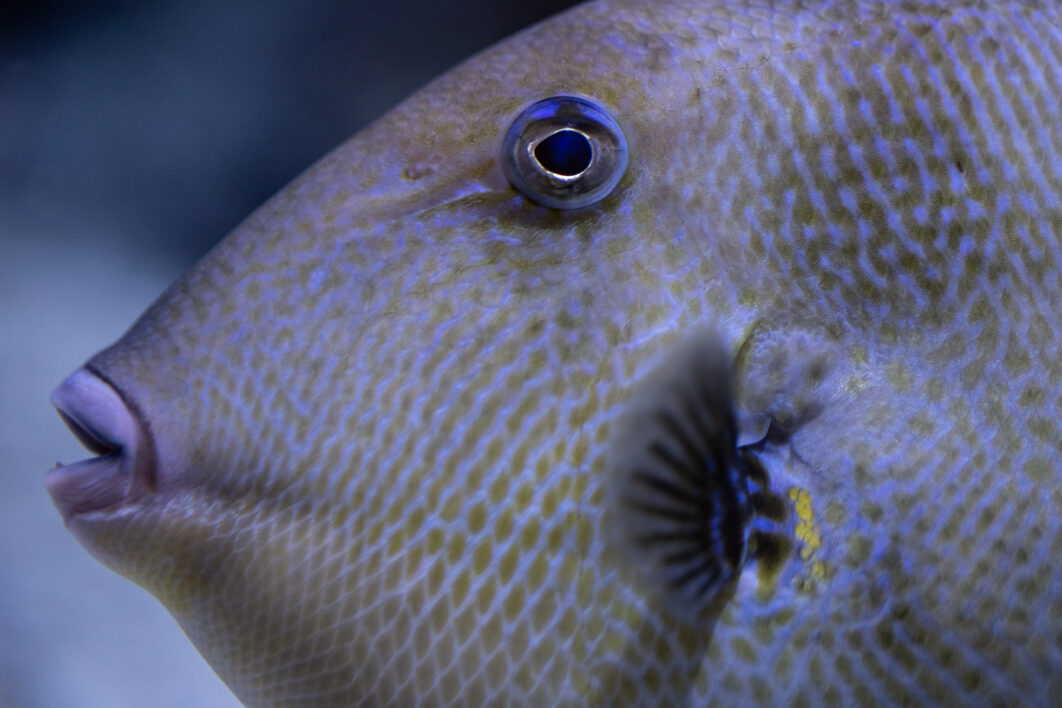Tropical Fish Close up